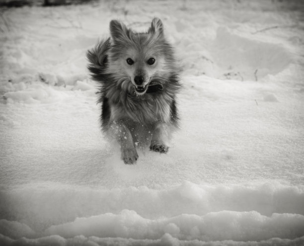 狗在寒冷的冬天的街道上。一个美丽的背景上的宠物肖像。新年的圣诞动机。库存图片图片下载