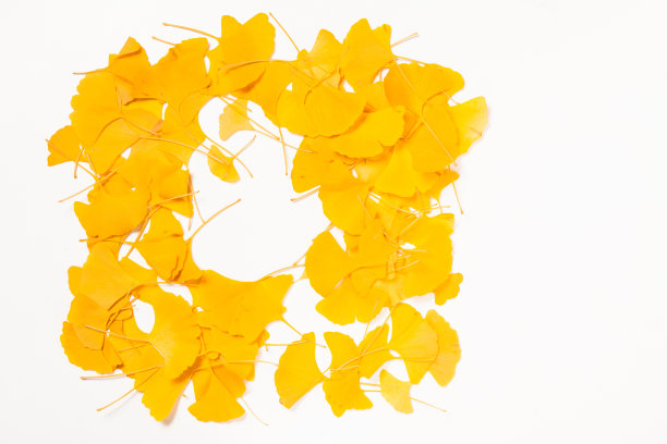 背景黄色的银杏叶上呈白色图片下载
