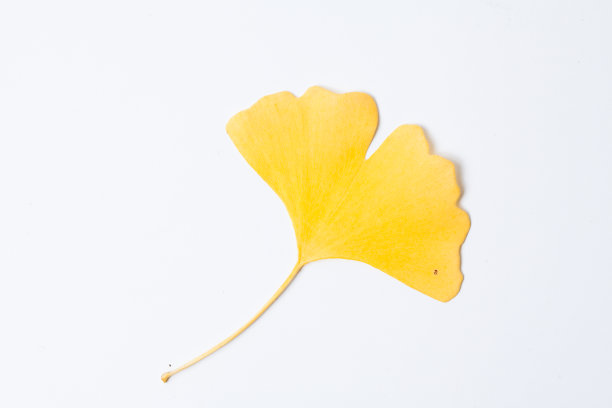 白色背景上的黄色银杏叶图片下载
