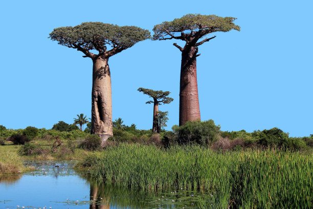 撒哈拉以南的千年猴面包树图片下载