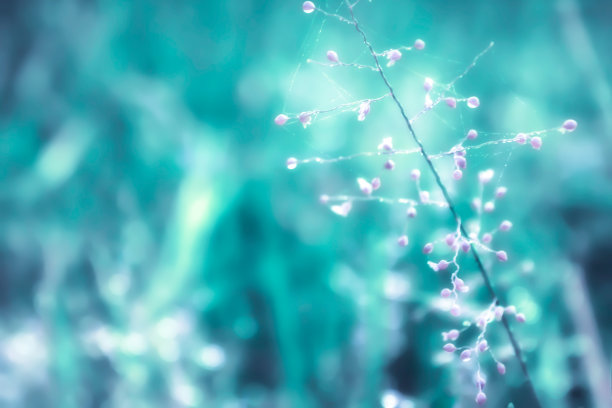 小粉红草花清新的春天大自然壁纸背景图片下载