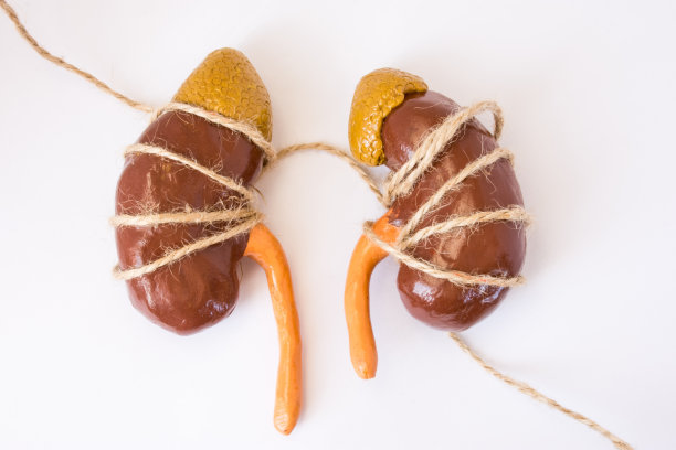 人体肾脏的三维解剖模型，用绳子绑在白色的背景上。适用于肾痉挛、痉挛、肾或输尿管绞痛、肾结石或胃动、肾痛、疼痛或不适图片下载