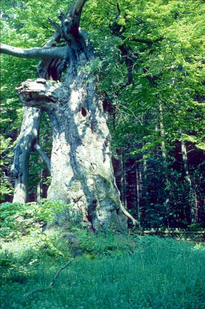 千年老橡树图片下载