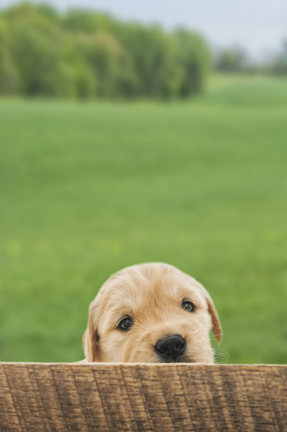 金毛寻回犬的幼崽从篱笆中窥视- 4周大图片下载