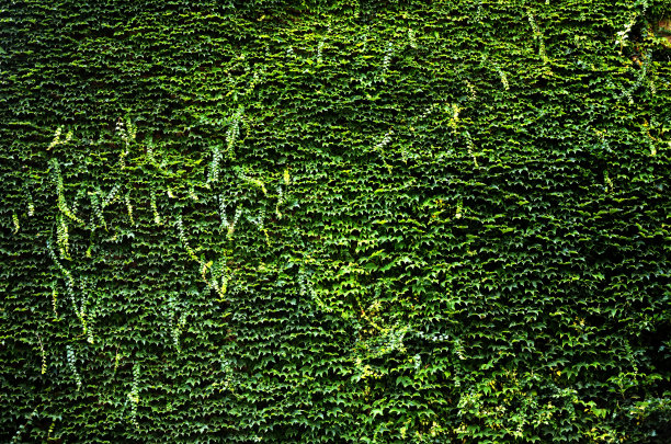 绿色的榕树叶子覆盖墙的背景图片下载