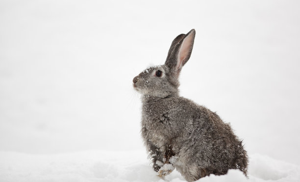 雪中的灰色野兔图片下载