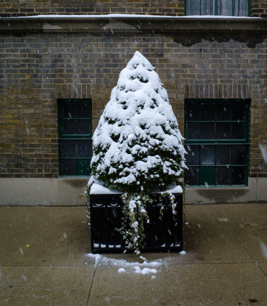 圣诞树图片下载
