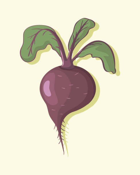 大甜菜的插图图片下载