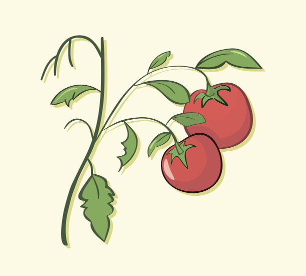 两个番茄的插图图片下载