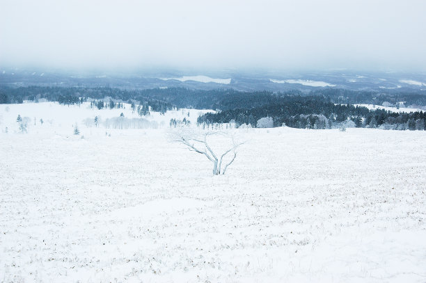 雪地图片素材ID：304946124
