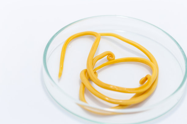 蛔虫病是由寄生蛔虫引起的一种疾病，用于实验室的教育。图片下载