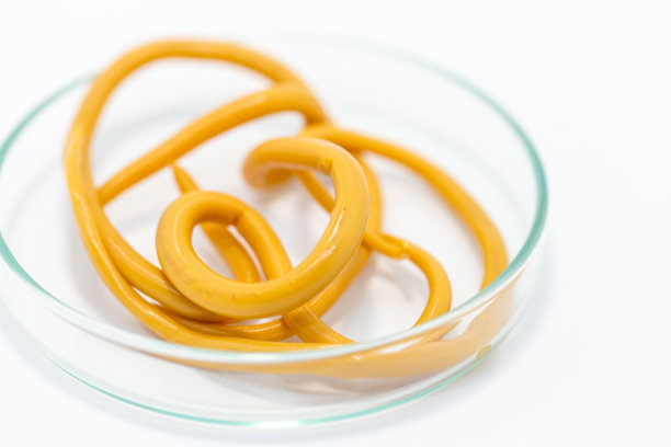 蛔虫病是由寄生蛔虫引起的一种疾病，用于实验室的教育。图片下载