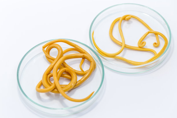 蛔虫病是由寄生蛔虫引起的一种疾病，用于实验室的教育。图片下载