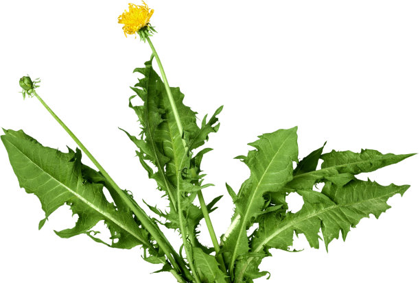 蒲公英。图片下载