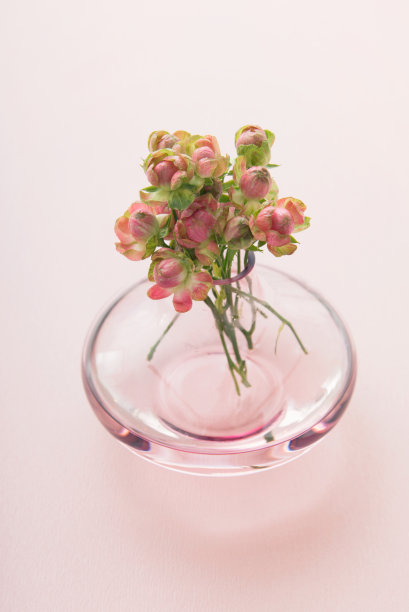 小粉红玫瑰图片下载