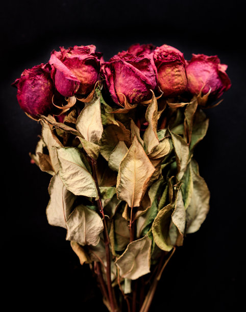 黑蔷薇图片下载