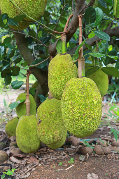 天然新鲜大菠萝蜜果实挂在树上。素材图片