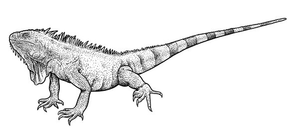 鬣蜥插画，绘画，雕刻，水墨，线条艺术，矢量图片下载