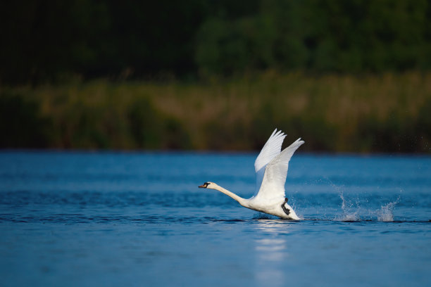 湖中的白天鹅图片下载