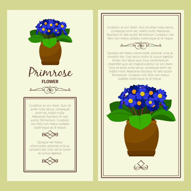 贺卡与报春花植物图片下载