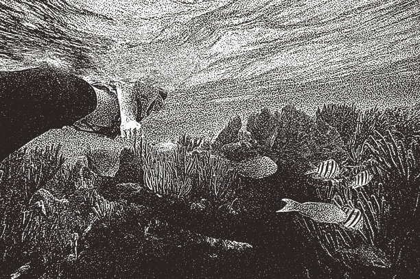 一个年轻人在加勒比海的珊瑚礁上浮潜。图片下载