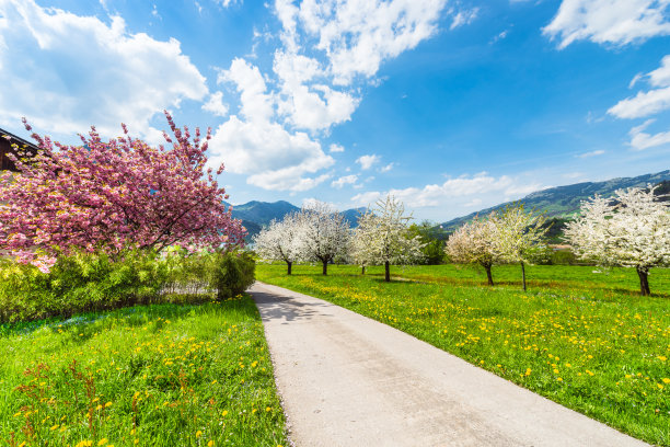 这是花园中明媚快乐的春天。果树开花了。恢弘大气唤醒大自然。图片下载