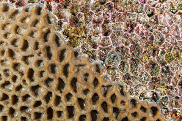 最爱的珊瑚半死半活，南特邦岛，班达海，印度尼西亚图片下载