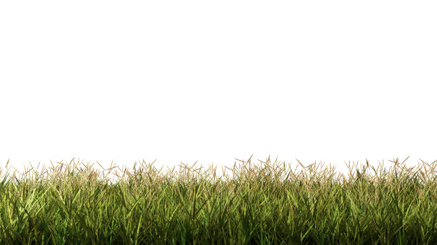 草草地孤立的白色背景图片下载