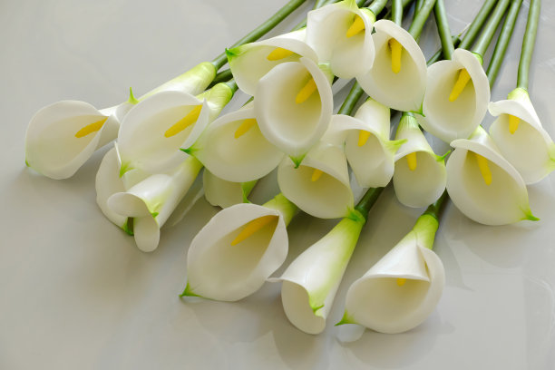 白花上的魔芋图片下载