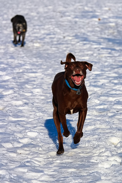 一只在雪地里狂奔的狗，后面跟着一只老狗图片下载