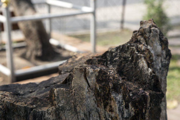 古木变成石化石图片下载