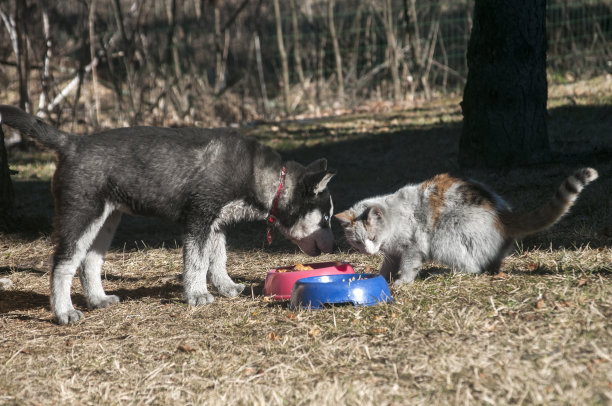 小狗哈士奇狗和流浪猫图片下载