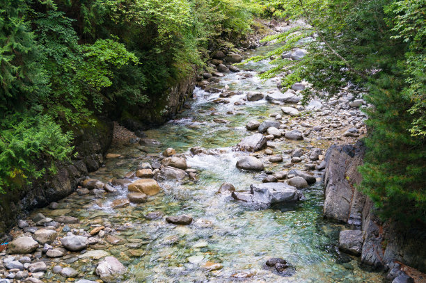美丽的景观，浅清澈的河流在森林图片下载