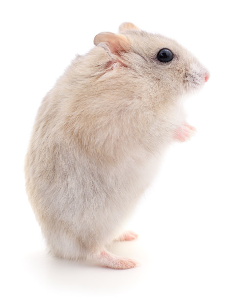 国内小仓鼠。图片下载