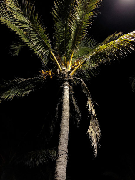 棕榈树的夜景画像图片下载