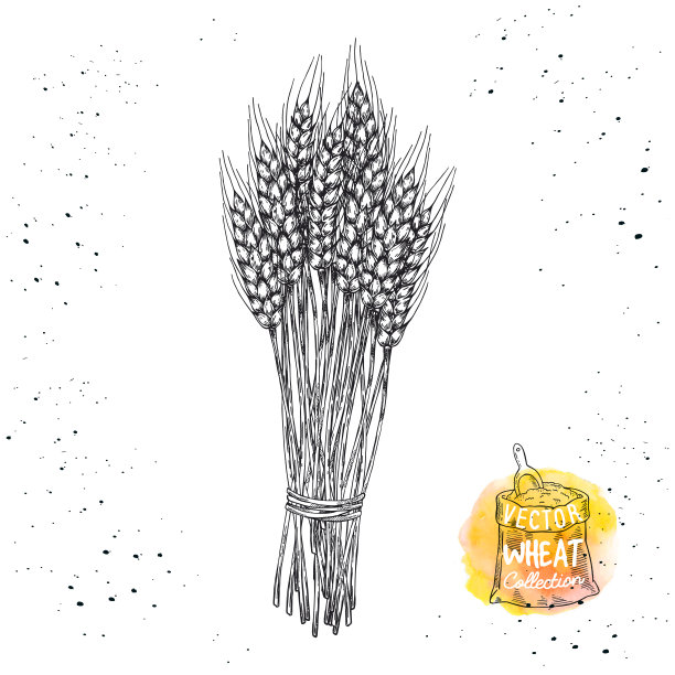 手绘小麦素描图。矢量小麦元素的标签，包装。图片下载