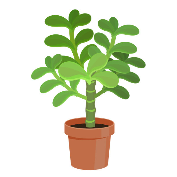 矢量插图仙人掌。图片下载