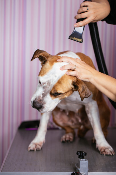 狗狗美容素材图片