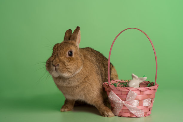 可爱的兔子图片素材ID：305044536