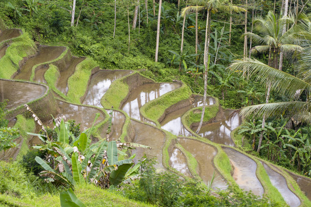 印度尼西亚巴厘岛美丽的梯田图片下载