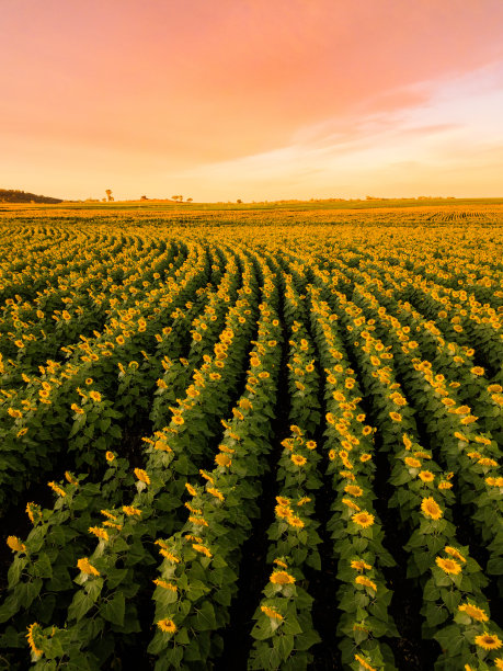 日出时充满活力的向日葵田图片下载