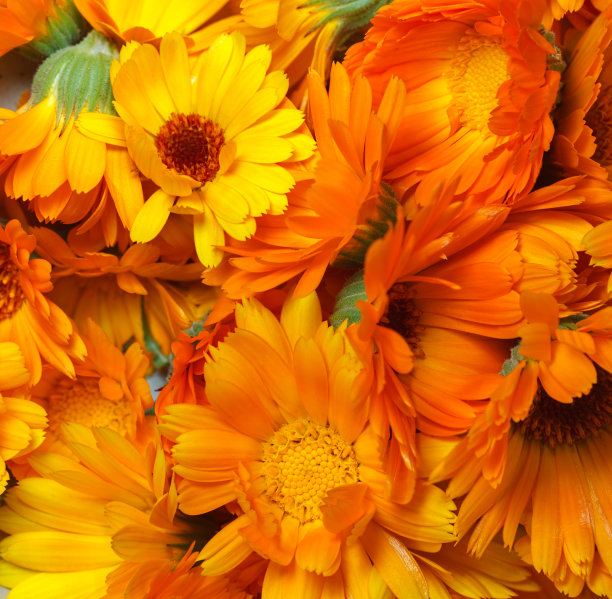 金盏菊大花素材图片