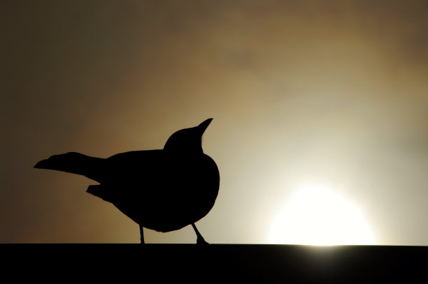 黑鸟在sihouette图片下载