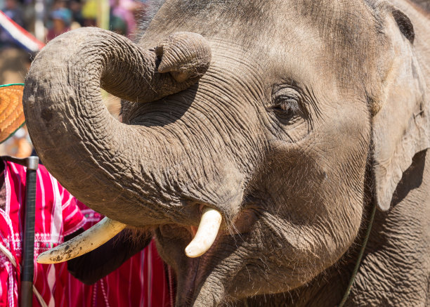 泰国的大象图片下载