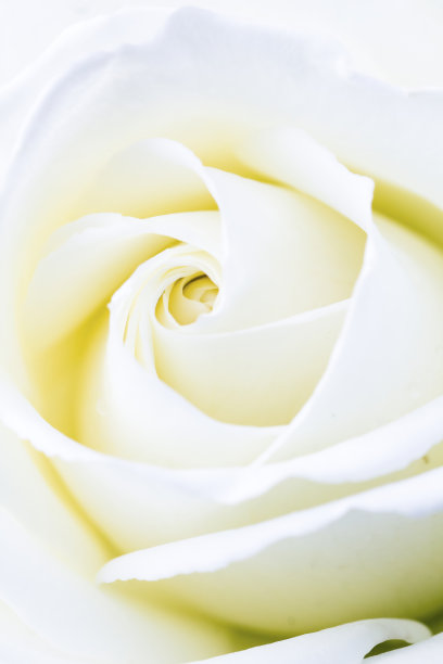 金色阳光下的白色玫瑰花瓣的特写素材图片