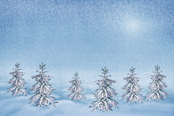 冰冻的冬天森林图片下载