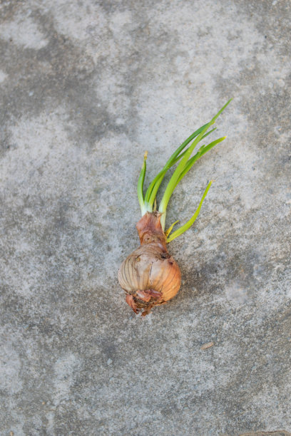 水泥背景下的大葱图片下载