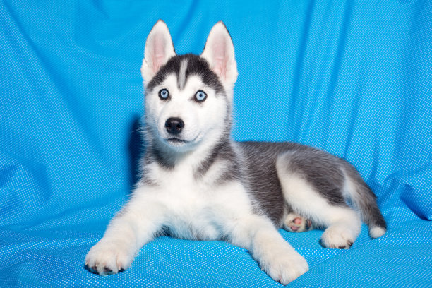 哈士奇小狗，黑白相间图片下载