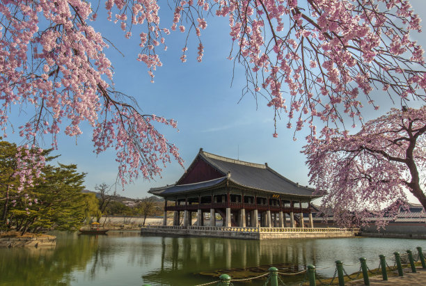 浪漫樱花图片素材ID：305090016