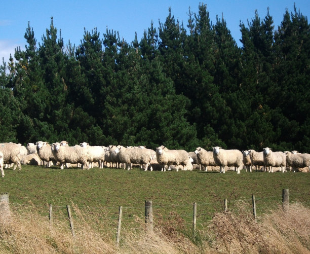 路边绵羊群图片下载